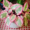 Tanaman bunga episcia pink cleopatra / episia ping kleopatra / episcia daun pink unik. 