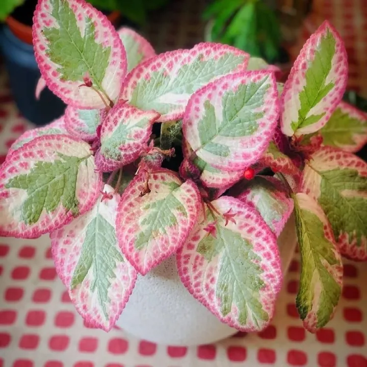 Tanaman%20bunga%20episcia%20pink%20cleopatra%20/%20episia%20ping%20kleopatra%20/%20episcia%20daun%20pink%20unik%20-%20Image%202