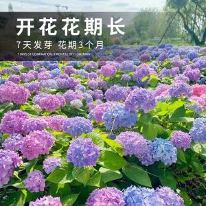 Hydrangea | Flower Seed 绣球花 | 花卉种子 Soil cultivation can cultivate rapidly growing seeds throughout the four seasons四季可种植 快速生长的种子