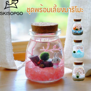 SKISOPGO พร้อมส่ง เซ็ตมาริโมะโหลกลม แถมอุปกรณ์ครบชุดพร้อมเลี้ยง เหมาะสำหรับให้เป็นของขวัญสำหรับคนที่รัก Marimo ของขวัญ มอสบอล