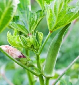 OKRA SEED`S  SMOOTH VARIETY(native)