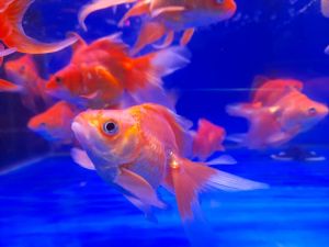 GOLD FISH RED/WHITE RYUKIN