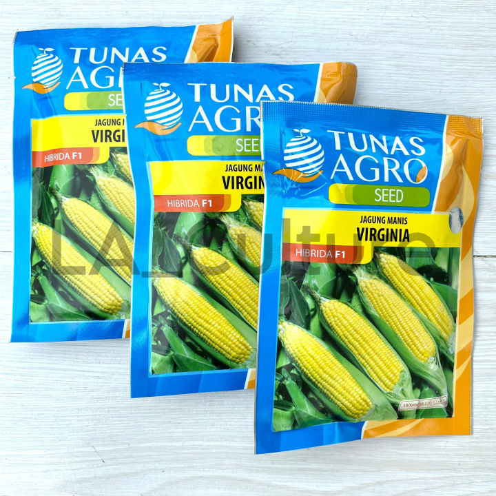 Benih Jagung Manis VIRGINIA F1 Isi 100 gram Tunas Agro Seed | Lazada ...