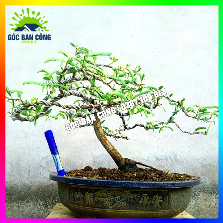 C%C3%A2y%20Me%20Bonsai%20Mini%20D%C3%A1ng%20B%E1%BA%A1t%20Phong%20Gi%C3%B3%20L%C3%B9a%20-%20Image%203