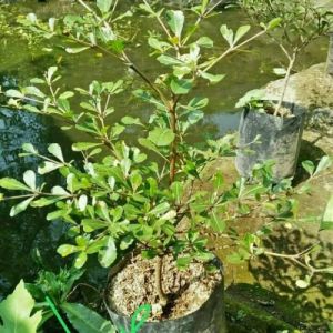 Bibit Pohon Ketapang/ketepeng Kencana ( 30-50cm )