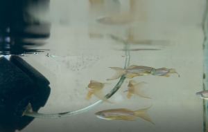 Long fin leopard danioLive Pet fishes aquatic Small Medium Animal Aquarium fishes accused (10pcs) [Livestock]