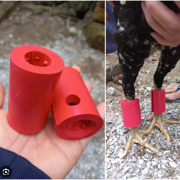 TẠ ĐEO CHÂN CHO GÀ CHỌI-tạ luyện tập cho gà đá-dụng cụ hỗ trợ thể lực chiến kê