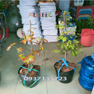 [HCM]cây mai vàng từ 6-12 cánh