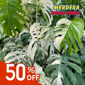 TKL - Rare Monstera Albo Borsigiana Variegated (1-7 Leaf) 稀有龟背竹白锦 (1-7叶)