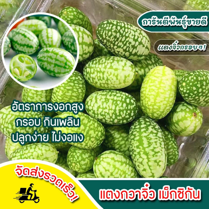 เมล็ดพันธุ์แตงกวาหนู แตงกวาจิ๋วเม็กซิกัน