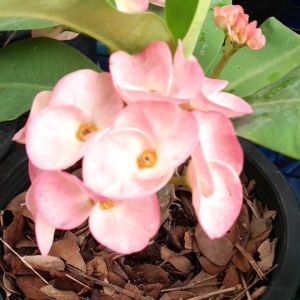 เศรษฐีเมืองนนท์ โป๊ยเซียยสีชมพูอ่อน ส่งพร้อมกระถาง 8 นิ้ว ต้นแข็งแรง สีดอกจะเปลี่ยนจากชมพูเข้ม ไปชมพูอ่อนตามอายุของดอก