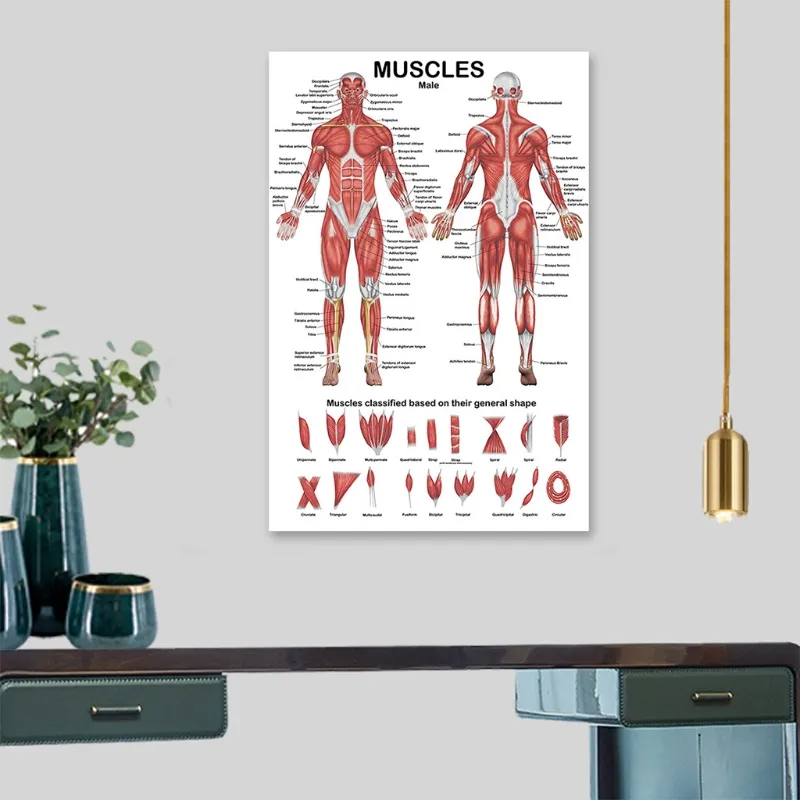 Professional Human Muscular System Anatomical Chart Human Muscle