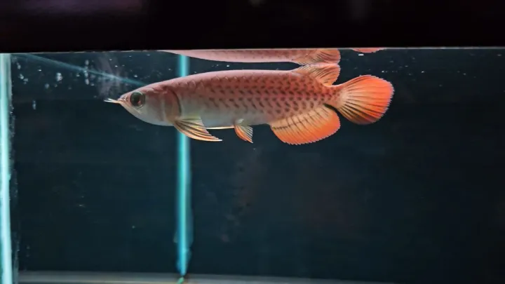 4-5"inch%20Banjar%20Red%20Arowana%20(Grade%20AA)%20%E7%8F%AD%E5%98%89%E7%BA%A2%E9%BE%99%E9%B1%BC%20-%20Image%205