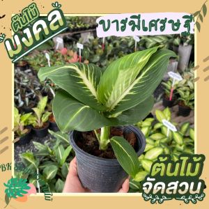 ต้นบารมีเศรษฐี อดกนิมา ต้นไม้มงคล เสริมบารมี มาในกระถาง 6นิ้ว พร้อมตั้ง ต้นไม้ประดับ ต้นไม้ปลูกในบ้าน ต้นไม้ฟอกอากาศ ต้นไม้มงคล ต้นไม้มงคล ต้นไม้ฟอกอากาศ ต้นไม้ปลูกในบ้าน ต้นไม้มงคลปลูกในบ้าน ต้นไม้ด่าง