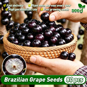 [Selected Seeds] 80pcs/pack Authentic Brazillian Grape Seeds High Yield Rare Jaboticaba Seeds Fruit Seeds for Gardening Bonsai Brazillian Grape Seeds Brazilian Grapes Fruit Vine Plant Seeds Brazillian Grape Seedlings Bonsai Tree Lipote Fruit Live Plant