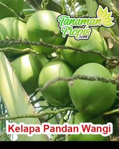 Selamat Datang Ditoko Kami 🌱Bibit Kelapa Pandan Wangi Merupakan Varietas Kelapa Yang Berasal Dari Thailand. Sesuai namanya rasa dari air kelapanya manis dan beraroma harum seperti daun padan. Uniknya kelapa yang satu ini termasuk kelapa kerdil