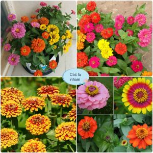 Hạt giống hoa cúc lá nhám mix màu-gói 50 hạt