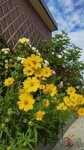 ดอกไก่ทอง สี่ฤดูกาล ปลูกดอกไม้ในสวน ดอกไม้สด ต้นไม้ในกระถาง คอลเลคชันที่ทนความเย็น