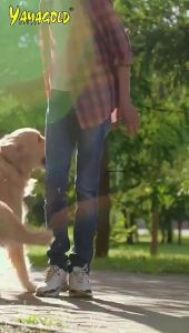 PREMIUM DOG FOOD - YAMAGOLD DOG FOOD 2OKG