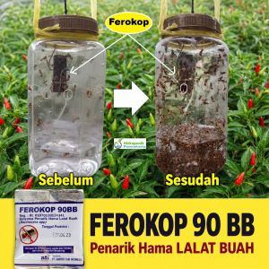 Umpan Atraktan Perangkap Hama Lalat Buah FEROKOP 90 BB Bentuk Kotak Tahan 2 Bulan