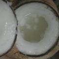 Pokok Kelapa Jelly. 