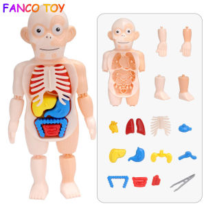 Kid Montessori 3D Puzzle Human organ model Anatomy Educational Learning Organ Assembled Toy Body Organ Teaching Tool For Children