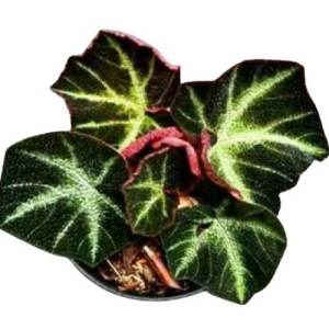 tanaman hias  daun begonia alur hijau begonia karpet merah