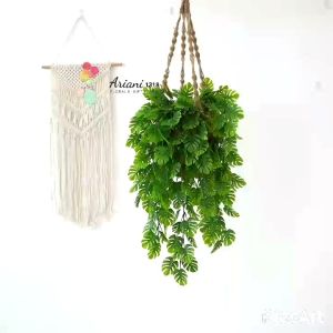 Tanaman Indoor Dekorasi: Juntai Daun Monstera Impor Murah