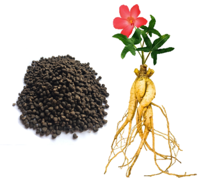 Túi 50 hạt - Hạt giống Cây Nhân Sâm Bổ Chính - Tỷ lệ nảy mầm cao, sinh ...