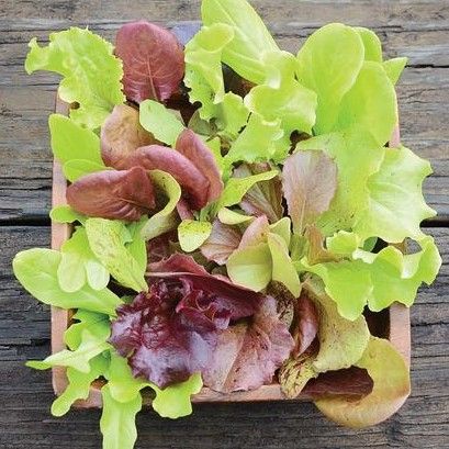 ผักสลัดมิกซ์ งอกง่าย โตไว ราคา 10 บาท