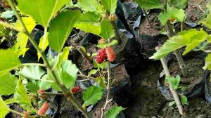 BIBIT TANAMAN BUAH / tanaman hias murbei sudah berbuah