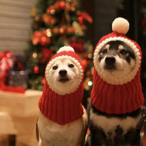Winter Pet Dog Cap Hat Christmas Warm Small Cat Dog Hats Pug Dog Accessories for Small Medium Large Dogs