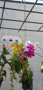 Set 10 móc kẽm chia 3 treo chậu lan