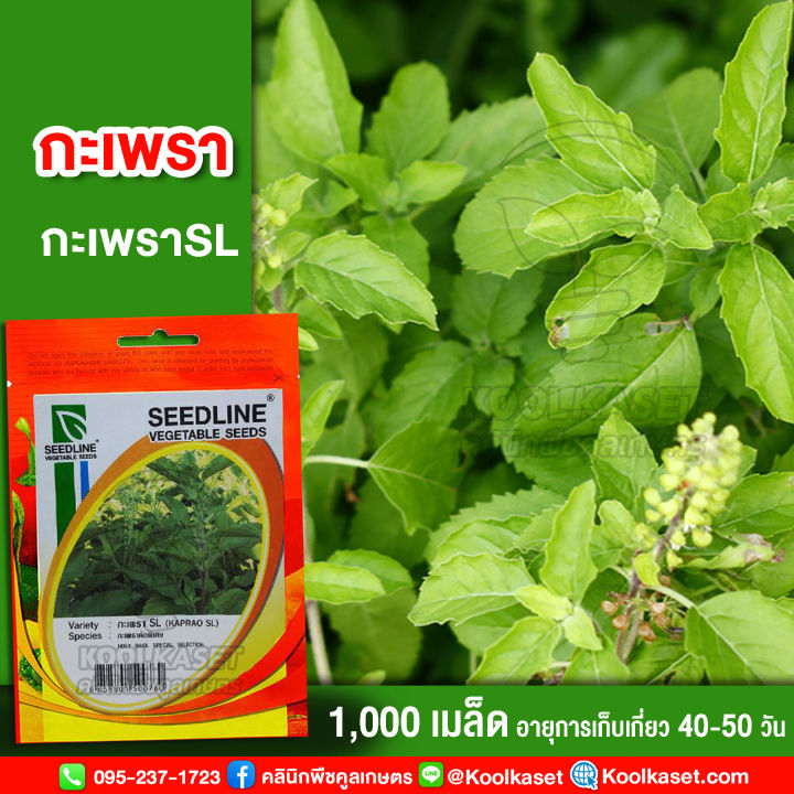 เมล็ดกะเพราSL ซีดไลน์ 1000 เมล็ด คุณภาพดี งอกดี