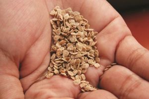 100 Gram Biji Benih Tomat Merah Cepat Panen