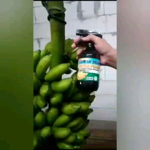 Obat/ Karbit Cairan Pematang Buah Pisang Mangga Nanas dll. ukuran 250ml
