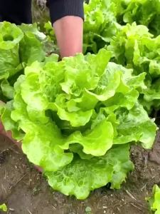 (1000pcs/Pack)Lettuce Seeds Green Vegetable Seeds Can Be Used As A Salad Outdoor Plants Rea