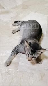 ISHTAR (100 PCS FREE 4PCS) Jajan Kucing Snek Makanan Ringan Kucing Snack Cat High Vitamin Wet Food Cat Treat Cat Stick