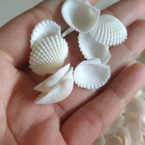 Cangkang KERANG DARA HIAS 100gr/KERANG KORKOR/DARA BAHAN PRAKARYA SUPER GLOWING