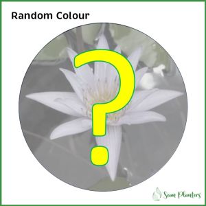 【Sean Planters’】Tropical Waterlily Matured Flowering Live Plant Bare Root Affordable 热带睡莲 开花成熟株 裸根发货 基础价