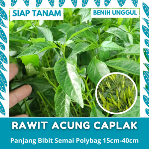 BENIH SEMAI: 50 BATANG BIBIT CABE RAWIT ACUNG CAPLAK SIAP TANAM