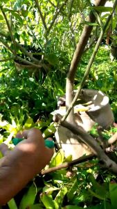 กรรไกรตอนกิ่งขยายพันธุ์ต้นไม้