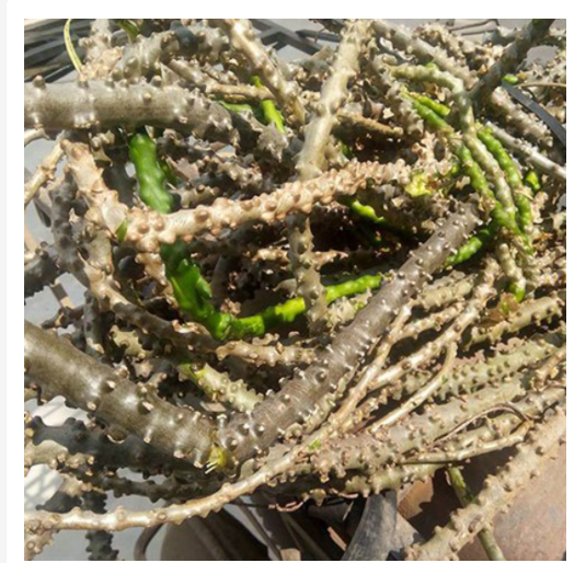 C%C3%A2y%20th%E1%BA%A7n%20th%C3%B4ng%20kh%C3%B4%20500gr%20(%20d%C3%A2y%20c%C3%B3c,%20d%C3%A2y%20k%C3%AD%20ninh)%20-%20Image%206