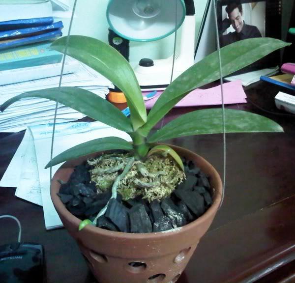 Than%20c%E1%BB%A7i%20tr%E1%BB%93ng%20lan%20%C4%91%C3%A3%20x%E1%BB%AD%20l%C3%BD%205dm,%20than%20%C4%91%C3%A3%20l%C3%A0m%20nh%E1%BB%8F%20v%E1%BB%ABa%20ch%E1%BA%ADu,%20x%E1%BB%AD%20l%C3%BD%20n%E1%BA%A5m%20b%E1%BB%87nh,%20ph%C6%A1i%20kh%C3%B4,%20nh%E1%BA%B9%20-%20Image%203