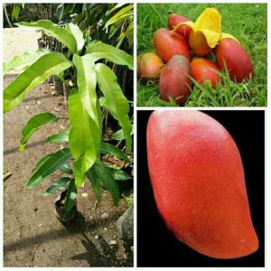 BIBIT MANGGA YUWEN mangga MERAH UNIK MANIS (BELI 5 GRATIS 1)