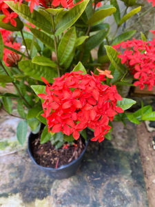 Cây Trang Đỏ Dubai - Chiều cao tổng tầm 40-50 cm - Chịu nắng siêng ra hoa!