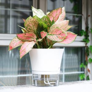 ART SUPPLIESX Transparent Garden Supply Plastic Home Succulent Plant Pot Watering Planter Flower Pot Vase Self Watering Flowerpot