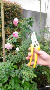 กรรไกรตัดฝรั่ง กรรไกรตัดฝรั่งกุหลาบ ไม้ดอก ไม้ใบ หรือเป็นสนิม