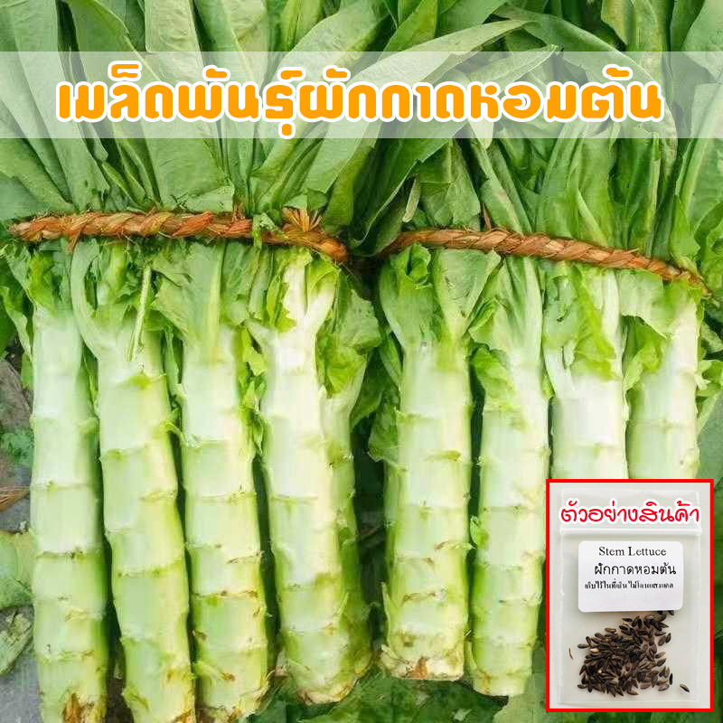 ผักกาดหอมต้น 90- 1200 เมล็ด เมล็ดพันธุ์ ผักโอซุ่น Stem lettuce ปลูกง่าย โตเร็ว ผลผลิตดี [ซื้อ 10 แถม 1 คละได้]