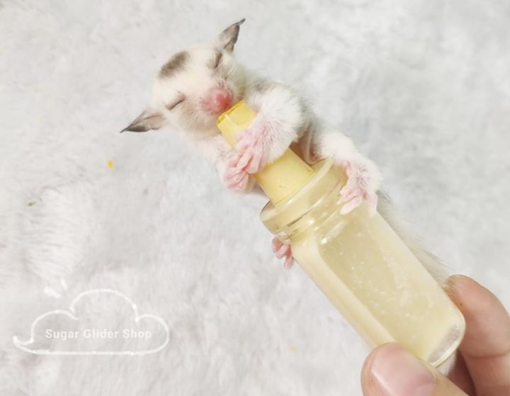 Sugar Glider / Small Animal Feeding Glass Bottle 蜜袋鼯/小动物喂食玻璃奶瓶 | Lazada